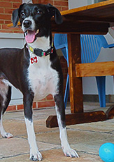 Dog1