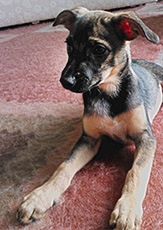 Dog2