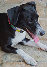 Dog3
